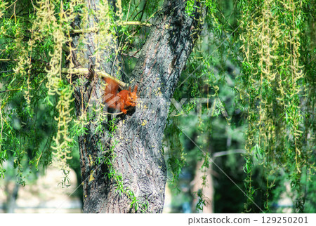 Cute small Eurasian red squirrel sitting on willow tree and eating nuts Cute small Eurasian red squirrel sitting on willow tree and eating nuts 129250201