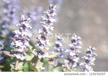Ajuga reptans purple flowers grow in summer sunny field, selective focus Ajuga reptans purple flowers grow in summer sunny field, selective focus 129250207