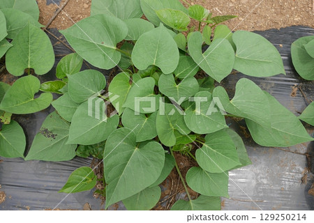 Sweet potato leaves 20250703 129250214