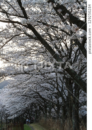 Cherry blossoms shining in the blue sky of spring 129250284