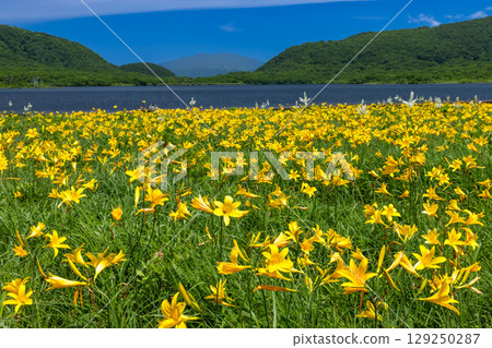 Kumakura Town, Kitakata City, Fukushima Prefecture: Full-blooming day lilies in the Oguni-numa wetlands and mountain views of Mount Oguni, the Azuma mountain range, and Mount Nekoma. 129250287