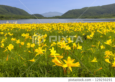 Kumakura Town, Kitakata City, Fukushima Prefecture: Full-blooming day lilies in the Oguni-numa wetlands and mountain views of Mount Oguni, the Azuma mountain range, and Mount Nekoma. Kumakura Town, Kitakata City, Fukushima Prefecture: Full-blooming day lilies in the Oguni-numa wetlands and mountain views of Mount Oguni, the Azuma mountain range, and Mount Nekoma. 129250291
