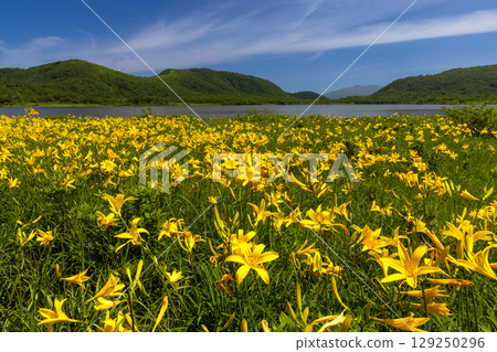 福島縣北方市熊倉町：小國沼濕地盛開的萱草花，以及小國山、吾妻山脈和貓魔山的山景。 129250296