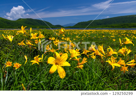 福島縣北方市熊倉町：小國沼濕地盛開的萱草花，以及小國山、吾妻山脈和貓魔山的山景。 129250299