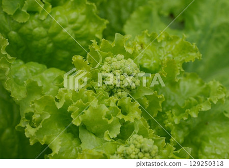 抽薹生菜 20250702 抽薹生菜 20250702 129250318