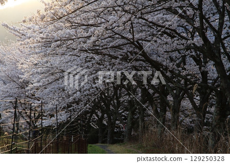 櫻花的風景 129250328