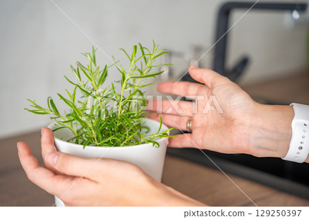 Close up view of young woman hands, female takes care of rosemary in a flower pot in the kitchen. Growing fresh greens at home for eating 129250397