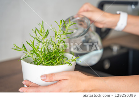 Young woman takes care and waters of rosemary in a flower pot in the kitchen. Growing fresh greens at home for eating 129250399