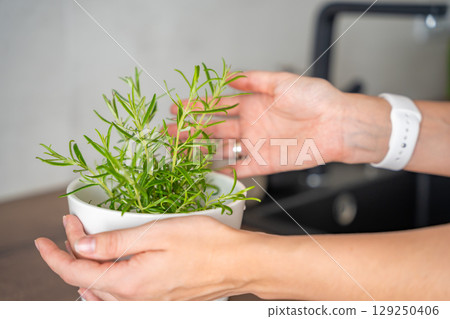Young woman hands takes care of rosemary in a flower pot in the kitchen. Growing fresh greens at home for eating 129250406