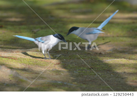 藍翅喜鵲是一種美麗而常見的野鳥,有著藍色的羽毛,可以在公園和住宅區看到。 藍翅喜鵲是一種美麗而常見的野鳥,有著藍色的羽毛,可以在公園和住宅區看到。 129250443
