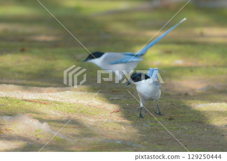 The Azure-winged Magpie is a beautiful, familiar wild bird with blue feathers that can be seen in parks and residential areas. The Azure-winged Magpie is a beautiful, familiar wild bird with blue feathers that can be seen in parks and residential areas. 129250444