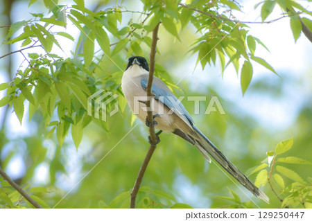 藍翅喜鵲是一種美麗而常見的野鳥,有著藍色的羽毛,可以在公園和住宅區看到。 藍翅喜鵲是一種美麗而常見的野鳥,有著藍色的羽毛,可以在公園和住宅區看到。 129250447