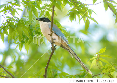 The Azure-winged Magpie is a beautiful, familiar wild bird with blue feathers that can be seen in parks and residential areas. 129250448