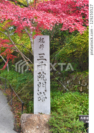 大原三千院階梯前美麗的秋葉（京都府京都市左京區） 129250527