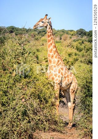 Giraffe in the wild Giraffe in the wild 129250529