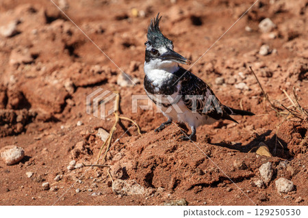 Pied kingfisher Pied kingfisher 129250530