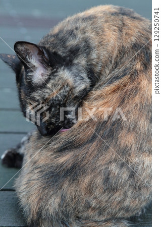 Sun rusty sabi cat Sun rusty sabi cat 129250741