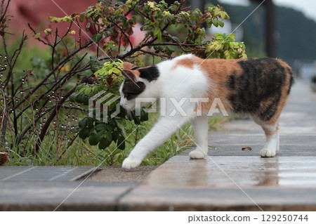 A cat resting on a bench 129250744