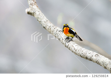 The Narcissus flycatcher is a beautiful summer bird with vibrant orange, yellow, and black colors that can be found in the highland forests of Karuizawa and Kamikochi. The Narcissus flycatcher is a beautiful summer bird with vibrant orange, yellow, and black colors that can be found in the highland forests of Karuizawa and Kamikochi. 129250814