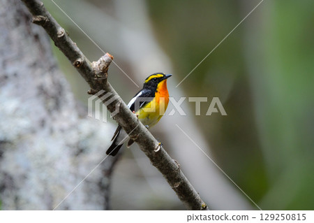 The Narcissus flycatcher is a beautiful summer bird with vibrant orange, yellow, and black colors that can be found in the highland forests of Karuizawa and Kamikochi. The Narcissus flycatcher is a beautiful summer bird with vibrant orange, yellow, and black colors that can be found in the highland forests of Karuizawa and Kamikochi. 129250815