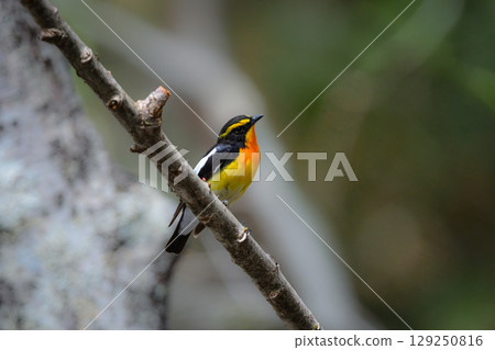 The Narcissus flycatcher is a beautiful summer bird with vibrant orange, yellow, and black colors that can be found in the highland forests of Karuizawa and Kamikochi. The Narcissus flycatcher is a beautiful summer bird with vibrant orange, yellow, and black colors that can be found in the highland forests of Karuizawa and Kamikochi. 129250816