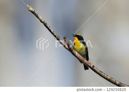 The Narcissus flycatcher is a beautiful summer bird with vibrant orange, yellow, and black colors that can be found in the highland forests of Karuizawa and Kamikochi. The Narcissus flycatcher is a beautiful summer bird with vibrant orange, yellow, and black colors that can be found in the highland forests of Karuizawa and Kamikochi. 129250820