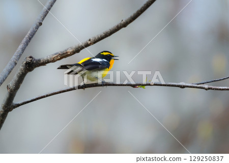 黃喉霸鶲是一種美麗的夏季鳥類，有著鮮豔的橙色、黃色和黑色，可以在輕井澤和上高地的高原森林中找到。 129250837