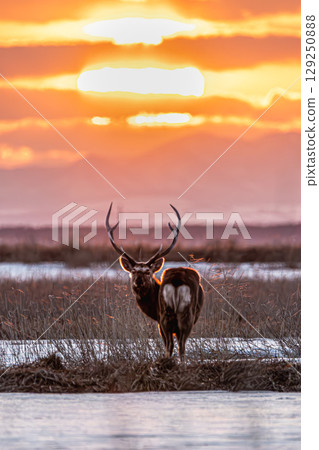 The sunset over Notsuke Peninsula and the quiet walking of Ezo deer The sunset over Notsuke Peninsula and the quiet walking of Ezo deer 129250888