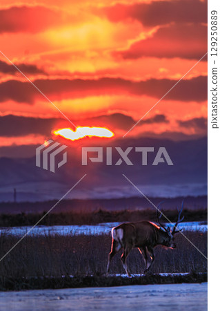 A lone deer walking with the red sky behind it 129250889
