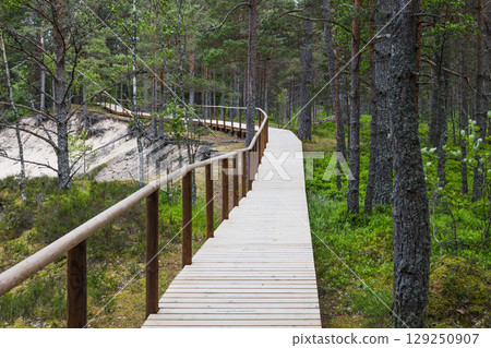 Wooden Boardwalk Meandering Through Lush Pine Forest Nature Reserve 129250907