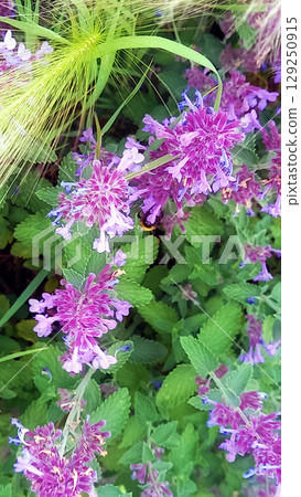 Beautiful purple Catnip flowers bloom amid lush green leaves, creating stunning natural composition 129250915