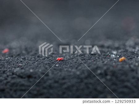 Little Red velvet mites moving on dark rock, side view 129250933