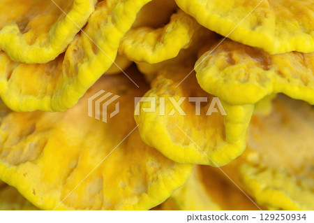 Yellow chicken of the woods mushroom grow on tree in forest close up. Sulphur polypore edible fungi texture, selective focus 129250934