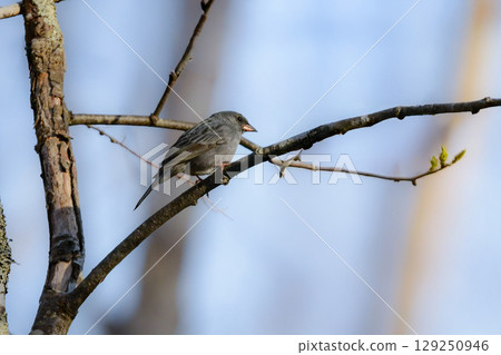 The beautiful black-and-white flycatcher, a small bird found only in East Asia, can be encountered in the early summer forests of Togakushi and Kamikochi. 129250946