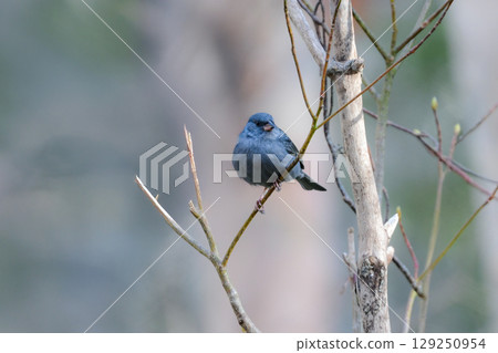 The beautiful black-and-white flycatcher, a small bird found only in East Asia, can be encountered in the early summer forests of Togakushi and Kamikochi. 129250954