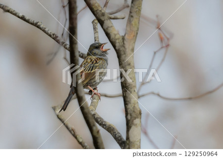 美麗的黑白霸鶲是一種僅在東亞發現的小鳥，可以在戶隱和上高地的初夏森林中看到。 129250964