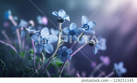 Gentle light blue forget-me-nots 129251145