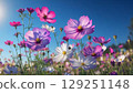 發光在藍天的波斯菊 129251148
