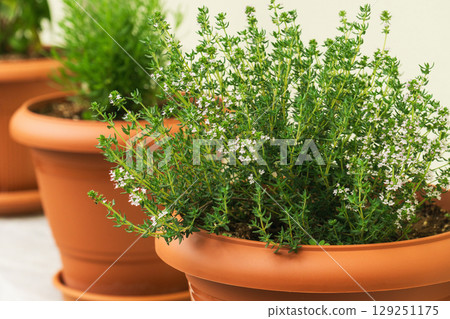 Growing herbs in pots for cooking and enhancing kitchen sustainability with eco-friendly practices 129251175