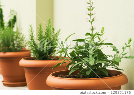 Herbs in clay pots thrive in a kitchen garden for sustainable cooking and healthy meals Herbs in clay pots thrive in a kitchen garden for sustainable cooking and healthy meals 129251176