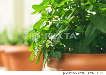 Fresh herbs growing in pots for cooking and adding flavor in a sustainable kitchen setting Fresh herbs growing in pots for cooking and adding flavor in a sustainable kitchen setting 129251178