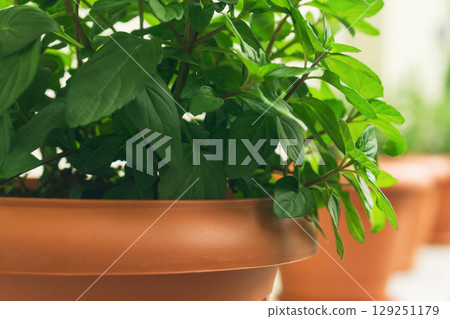 Growing green mint herbs in pots for fresh kitchen use with a focus on sustainability gardening. Growing green mint herbs in pots for fresh kitchen use with a focus on sustainability gardening. 129251179