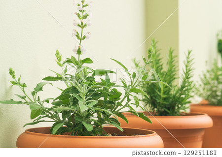 Growing sage and rosemary fresh herbs for culinary use and sustainable living in cozy kitchen space 129251181