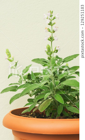 Growing sage herbs in orange pot for sustainable cooking and eco-friendly practices at home Growing sage herbs in orange pot for sustainable cooking and eco-friendly practices at home 129251183