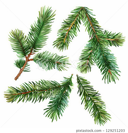 Various green pine branches Various green pine branches 129251203