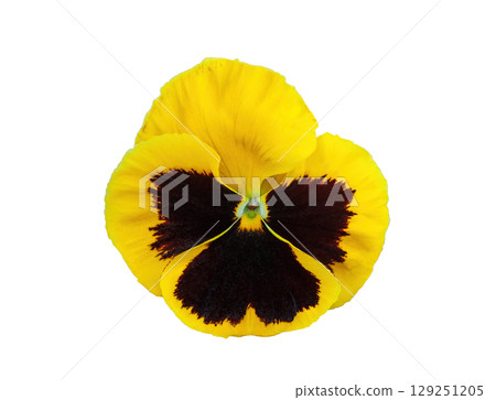 Closeup Cello Yellow Blotched pansy flower isolated on white background. Bright heartsease garden floral icon cutout 129251205