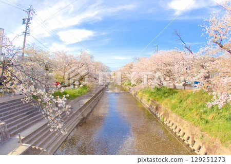 [Aichi Prefecture] Cherry blossom trees along the Gojo River in Oguchi Town, Niwa County 129251273