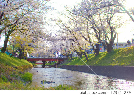 [Aichi Prefecture] Cherry blossom trees along the Gojo River in Oguchi Town, Niwa County 129251279