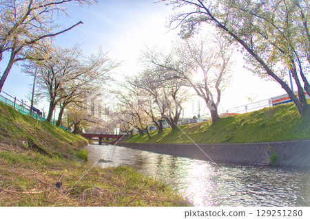 [Aichi Prefecture] Cherry blossom trees along the Gojo River in Oguchi Town, Niwa County 129251280