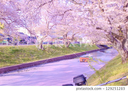 [Aichi Prefecture] Cherry blossom trees along the Gojo River in Oguchi Town, Niwa County 129251283